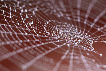 Spider web angle This macro photograph captures a spider’s web covered in water droplets, taken on a winter morning. The web’s delicate structure is shown at an angle, with each thread adorned by moisture that reflects the soft ambient light, suggesting early daylight. The background is blurred, with no distinguishable features, emphasizing the intricate details of the spider’s web and the spherical water droplets suspended on it. The image is a fine example of still life photography, focusing closely on the natural patterns formed by the web and droplets in a calm winter environment.